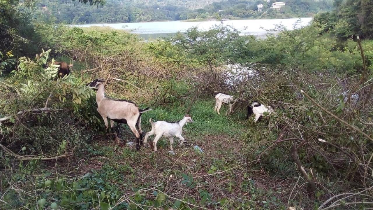 Victoria Views Resort Kandy ดิกานา ภายนอก รูปภาพ